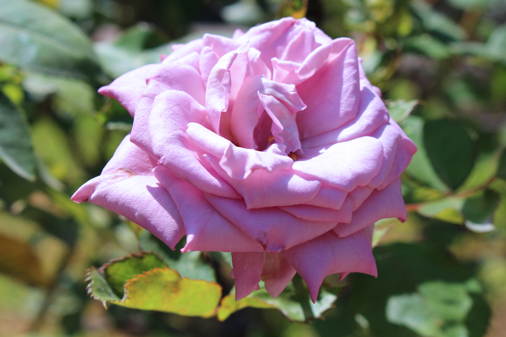Pink rose in Lima, Peru - travel & lifestyle blog