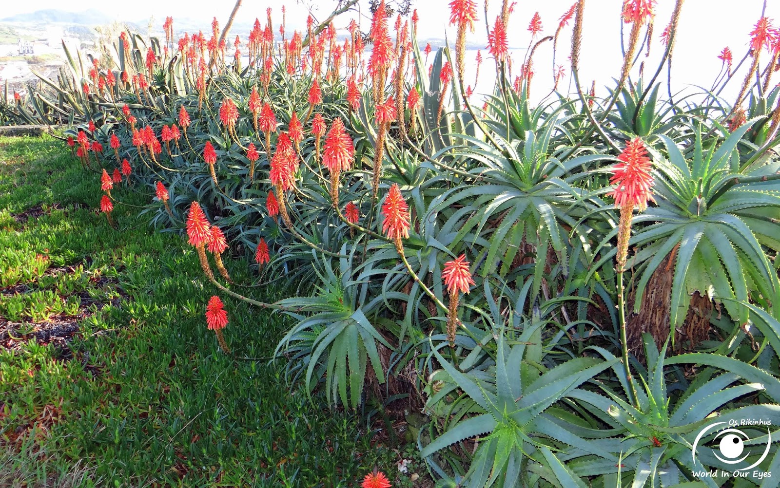 Os Rikinhus: Aloe Vera (Flor Vermelha)