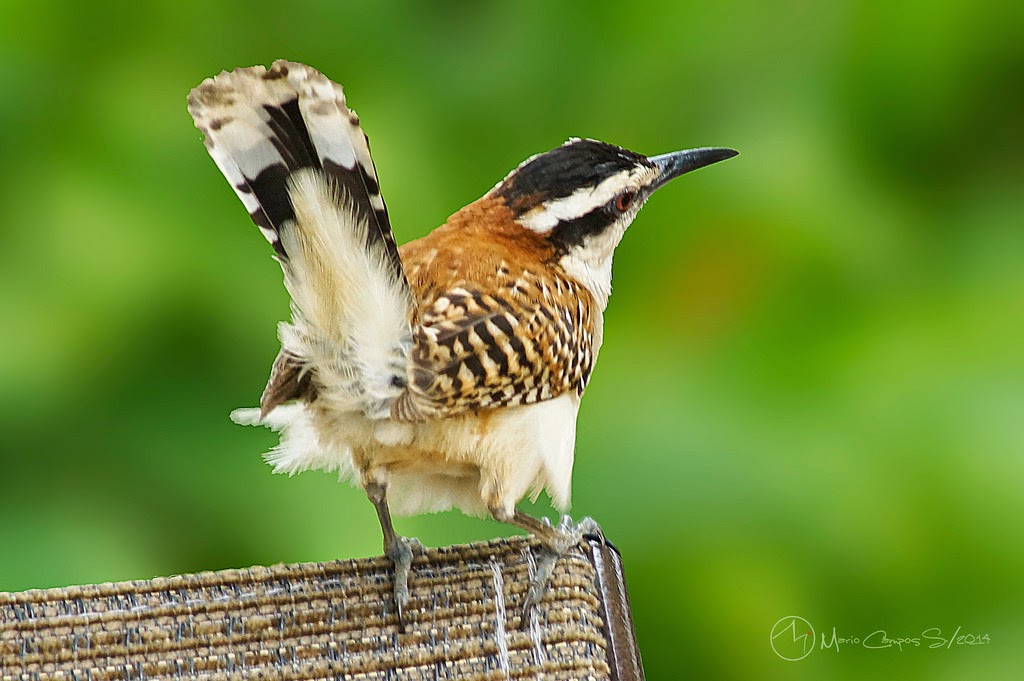 Bellas Aves de El Salvador: Campylorhynchus rufinucha (guacalchía ...
