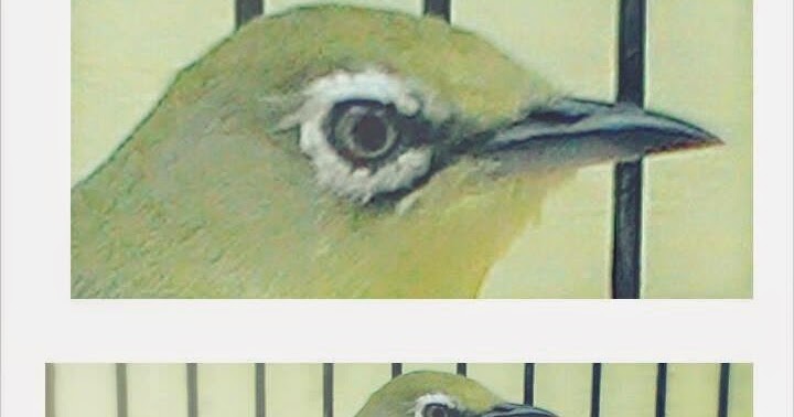 Download Suara Pikat Jantan Pleci Dengan Suara Betina Suara Burung