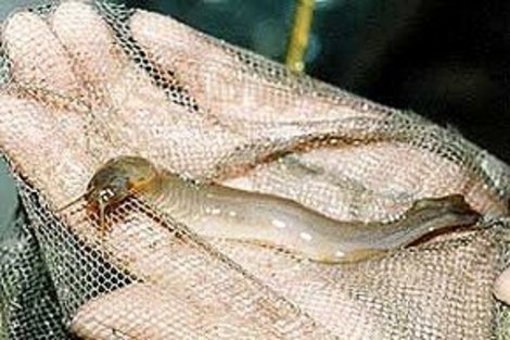 Dating com fake Greys anatomy penis fish