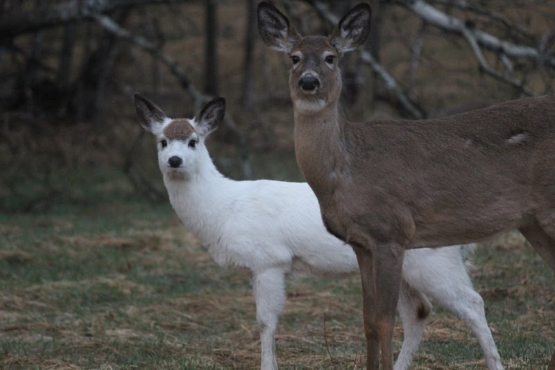 Whittling Fog Piebald Deer Revisited