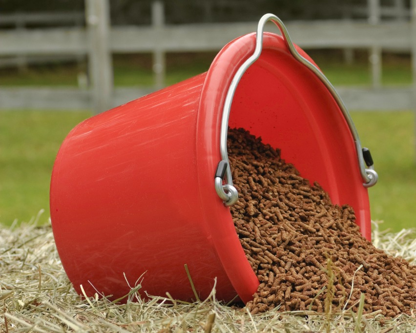 Benefits of Molasses for Chickens Fresh Eggs Daily® with Lisa Steele