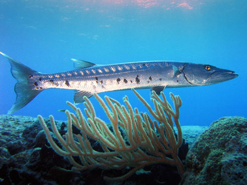 Barakuda Rantis IKAN BARAKUDA ~ MERAHMATA FISHING