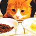 Cat Food - What Is Cat Food Made Of