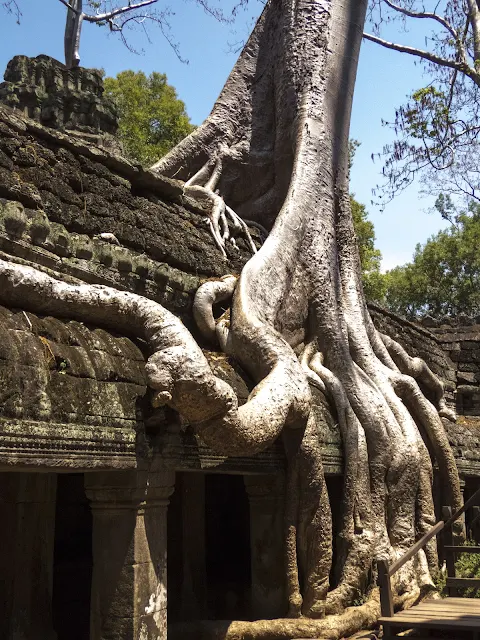Tree embedded in the temple at Ta Prohm in Cambodia