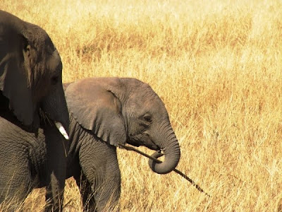 elefant. eslefantes, africa, África, Kenya, kenya, animals kenya, animales kenya