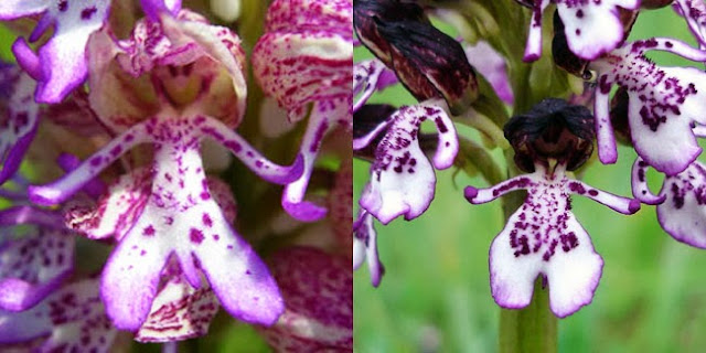 Ingin Melihat Bunga Yang Unik Dan Menarik? Inilah 10 Bunga Tersebut