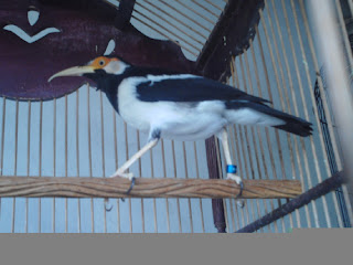 Foto Burung Jalak Suren Foto Burung Jalak Suren