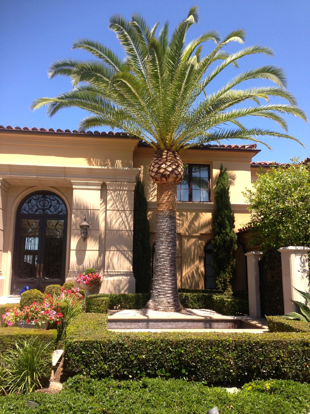 Gregory Palm Farms : GREGORY PALM FARMS! IT'S A GREAT DAY FOR NEW PALMS ...