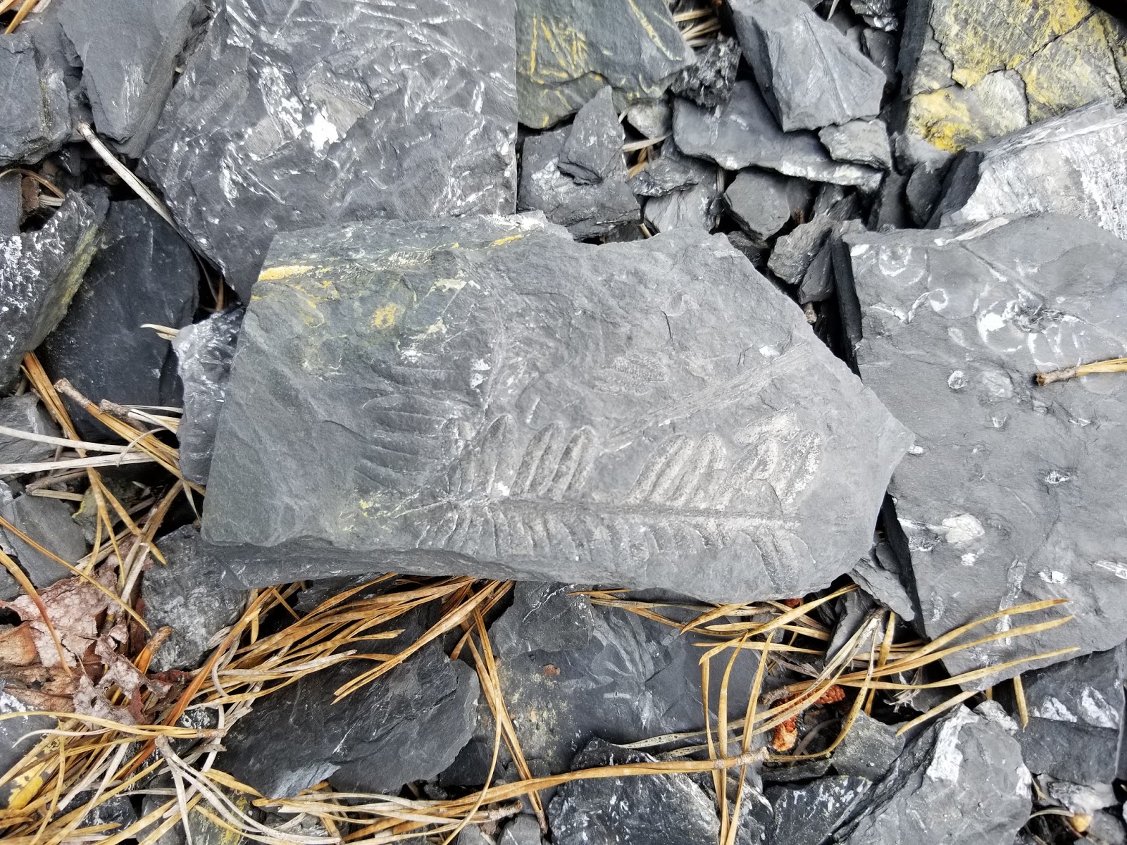 Rockhounding in the USA The Famous Fern Fossils of Pennsylvania