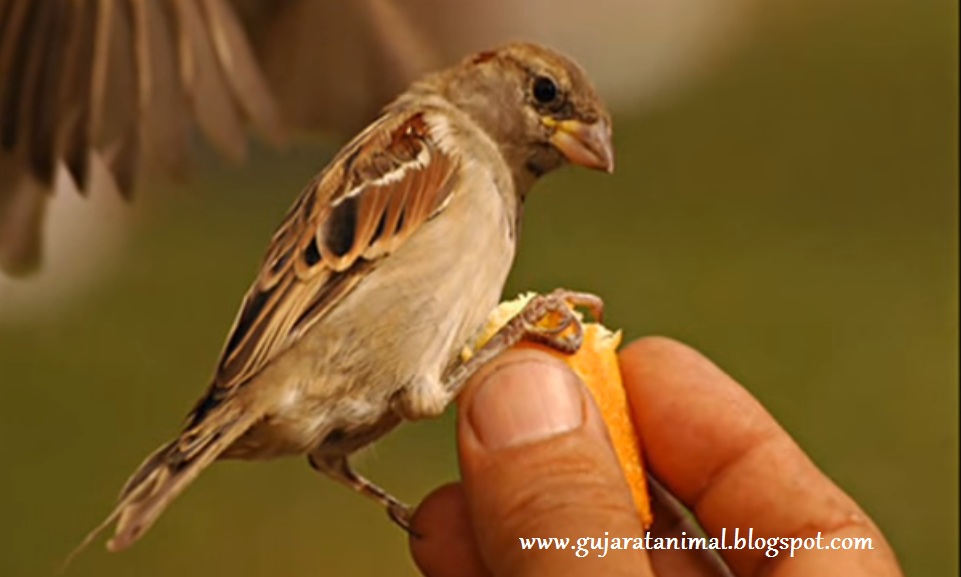 Sparrow Sparrow