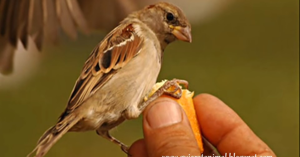 Animal's HD Images Photos Wallpapers free Download: House Sparrow HD images