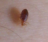bed bug photo by alan brown bed bugs are brown
