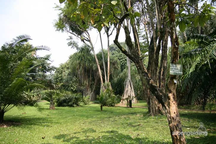 bunga bangkai kebun raya bogor