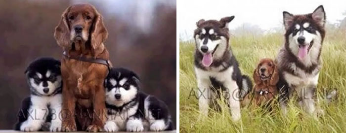 50 Heart-Warming Photos of Animals Growing Up Together - Find The Differences 50 Heart-Warming Photos of Animals Growing Up Together - Find The Differences