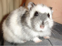 Hamster pictures