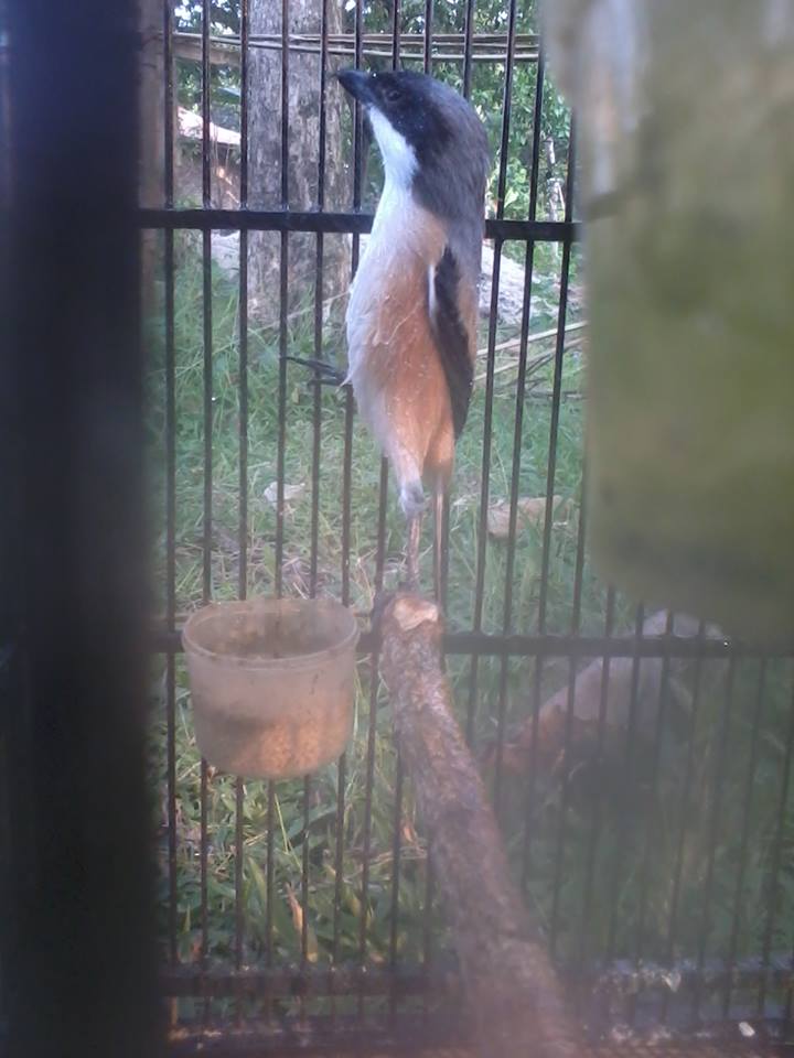 Burung Cendet Zoro Jatim Mp3 Pentet Juara Nasional