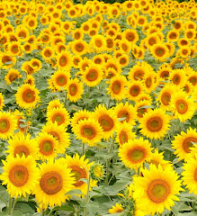 Sunflowers stand up tall and say "Hello!"
