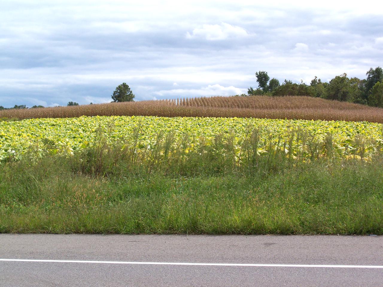 A View from the Beach Southern Maryland Tour Part I The Tobacco Farm