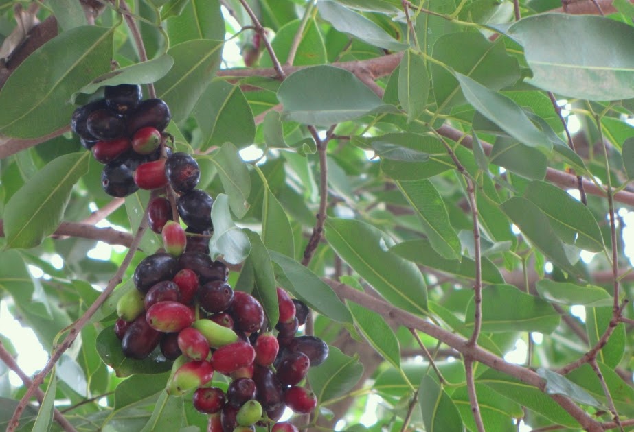 Gifting Trees... The Fruit of the Gods