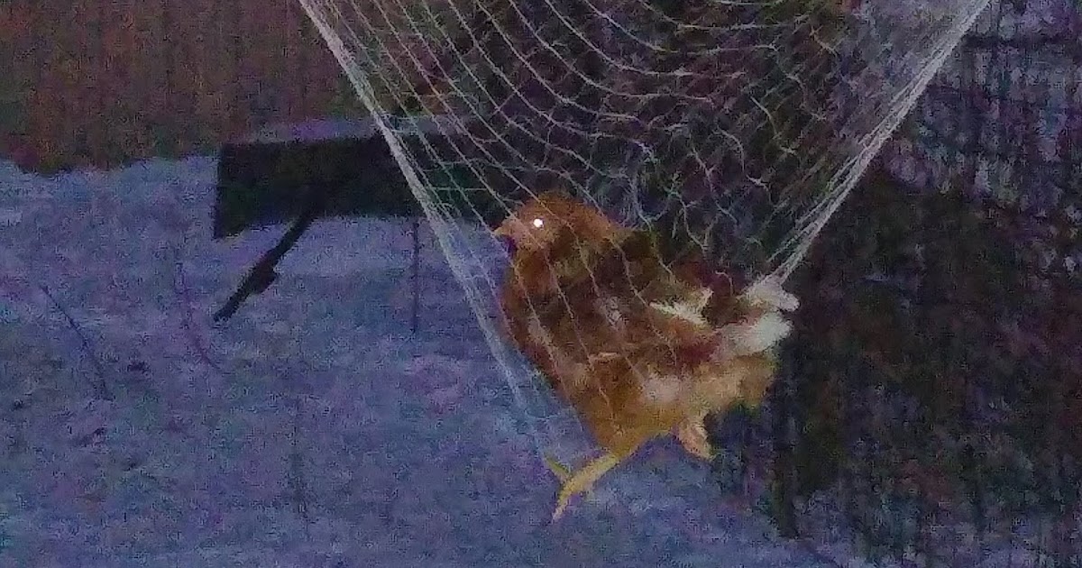 Countryside Life She Only Wanted a Chicken Hammock