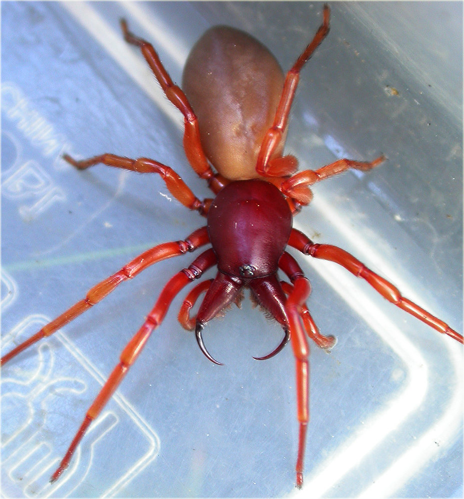 Ред спайдер. Красноногий паук. Паук Рэд Спайдер. Walckenaeria паук. Красный паук деньгопряд.