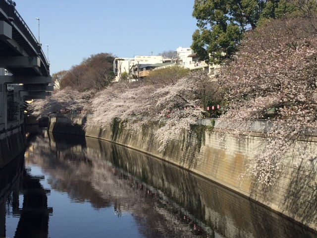 さくら通りより 江戸川公園の桜