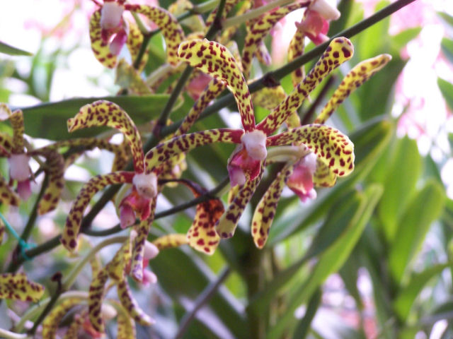 ORCHID SPECIES CULTURE EBOOK ORCHID SPECIES CULTURE EBOOK