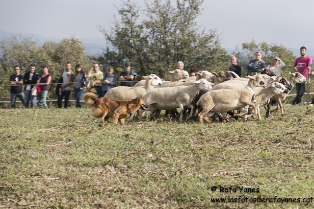 25º Concurso gos d’atura Castellterçol
