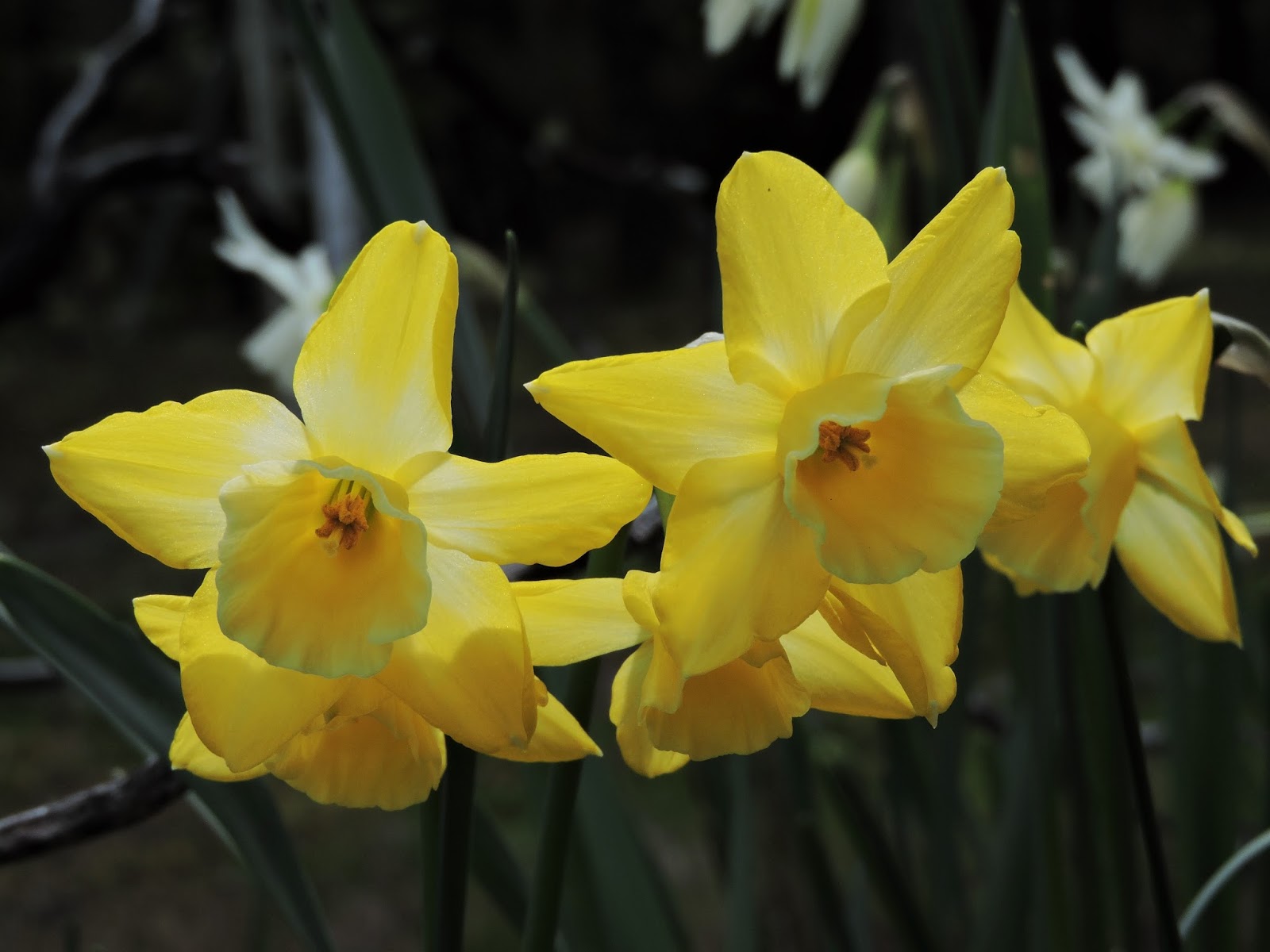 The Amateur Anthecologist: Flowers in April
