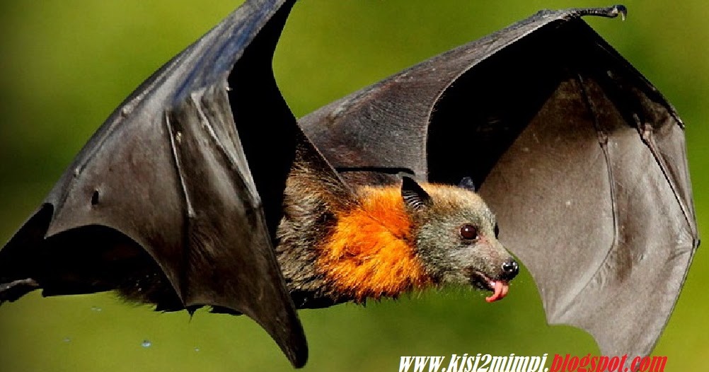 MIMPI KELELAWAR (Menurut Primbon)