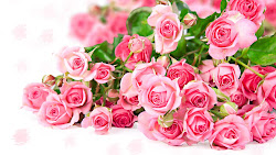 rose flower pink wallpapers pakistan flowers roses bouquet gm bouquets pretty