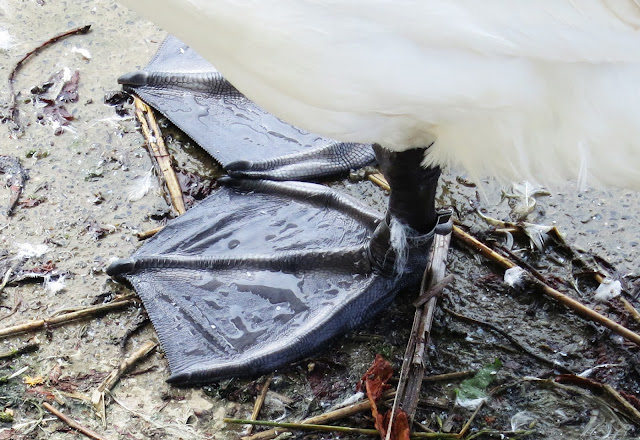  Feet of a mute swan (Cygnus olor) - black