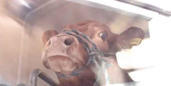 Poor Cow Screamed Believing She Was Going To A Slaughterhouse But Instead, She Saw Freedom For The First Time