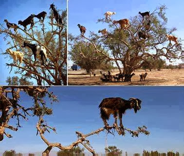 The Amazing Tree-Climbing Goats of Morocco 