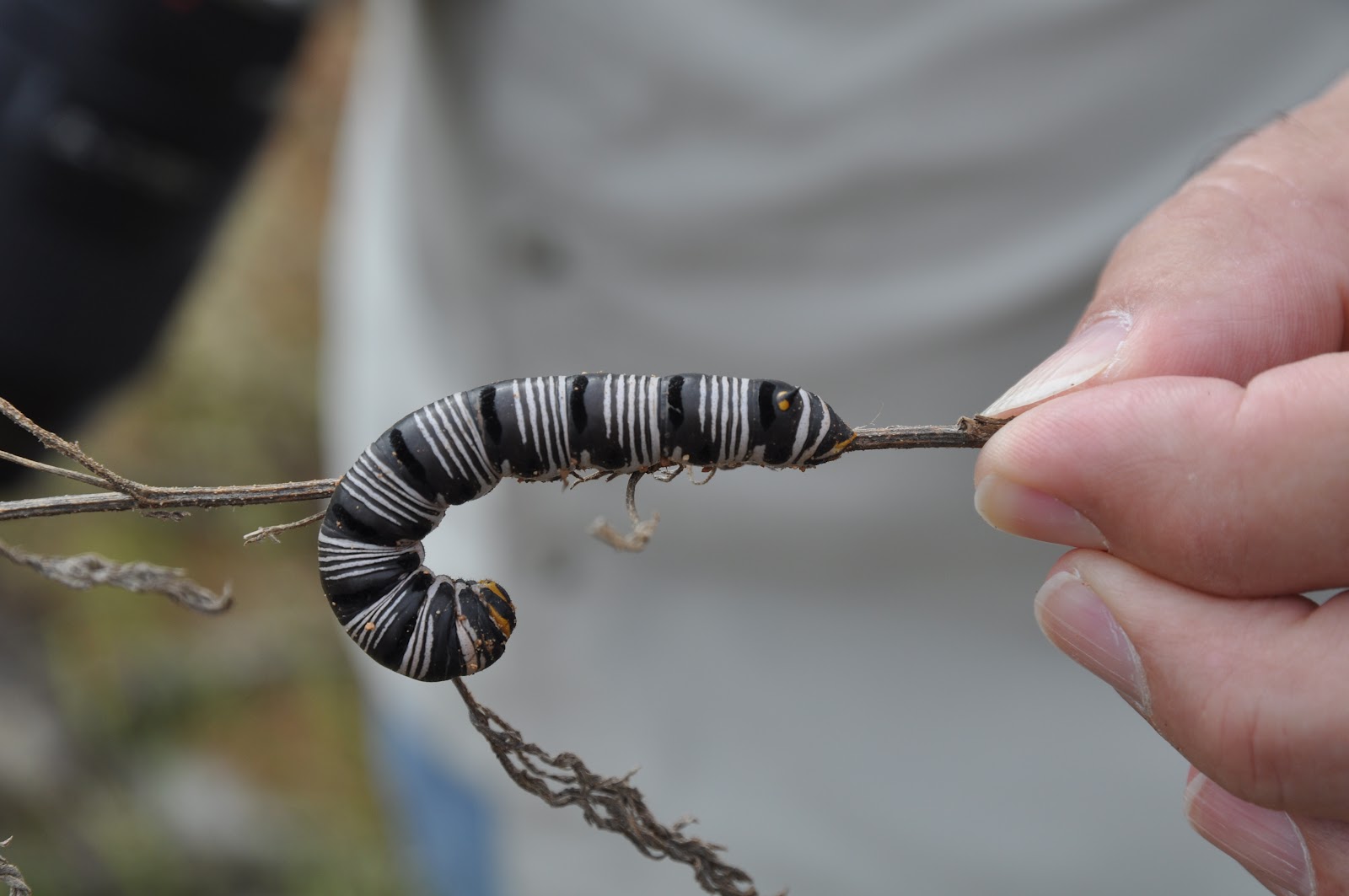 Berkeley Butterfly Blog Baby Butterflies (and moths)