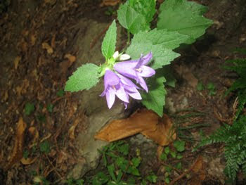 Campanula Trachelium  (Campanula selvatica)