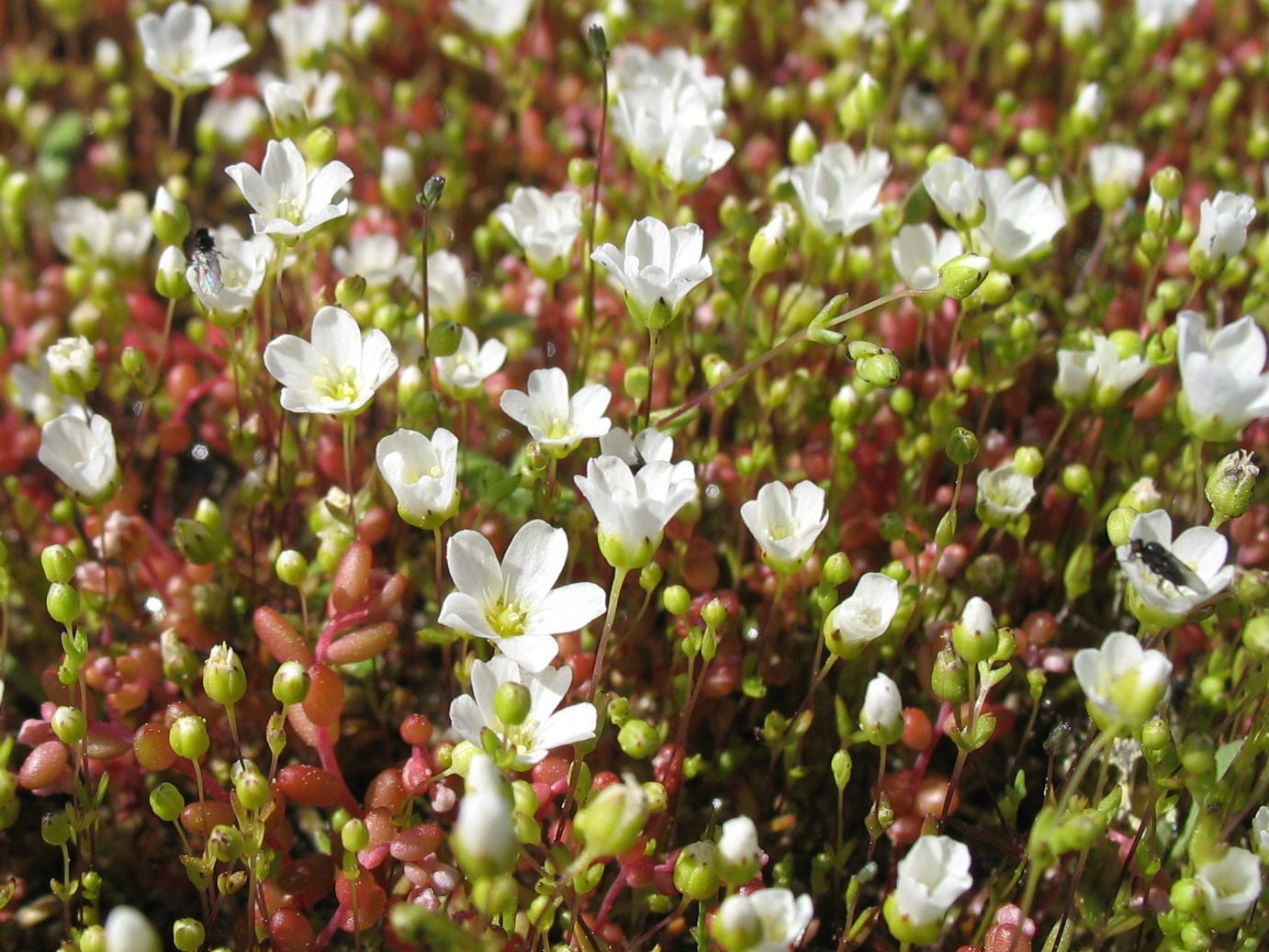 Using Native Plants Heggie�s Rock Natural Pools Using Native Plants Heggie�s Rock Natural Pools