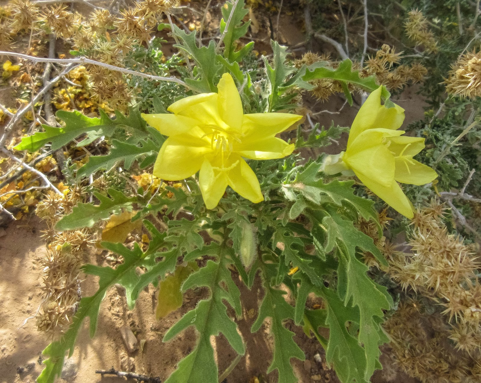 Cannundrums Yellow Desert Evening Primrose