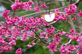 Butterfly visiting cherry blossoms in Okinawa