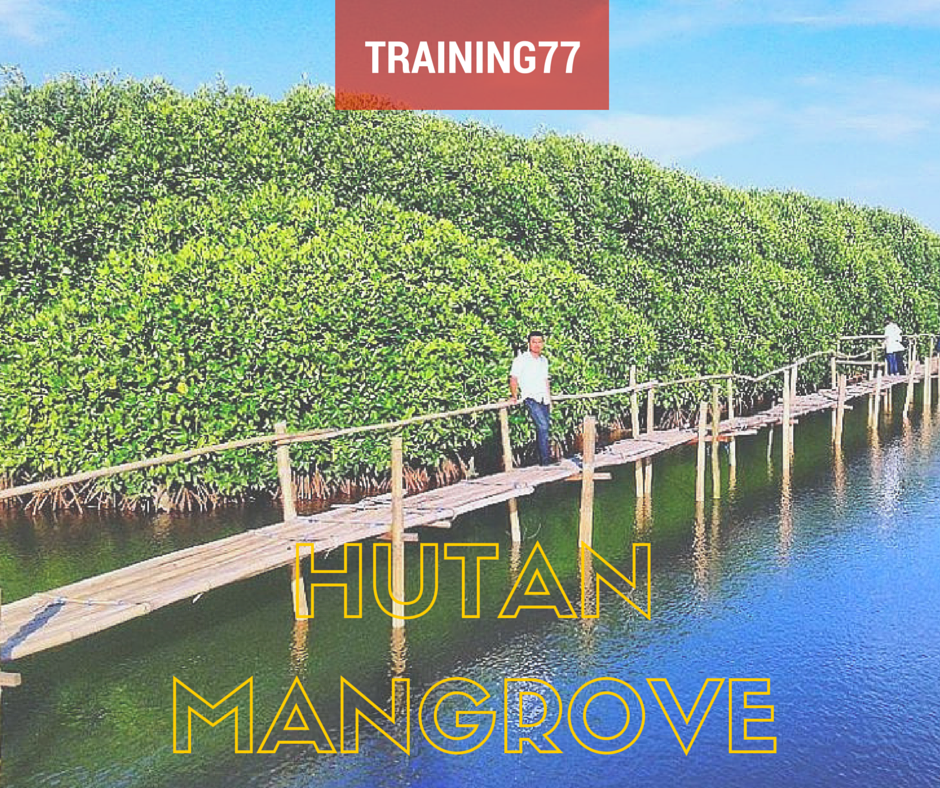 Hutan Mangrove Pantai Congot ~ Keunikan Wisata Bahari