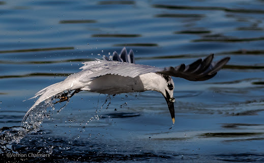 Sandwich Tern  :  Milnerton Lagoon / Woodbridge Island