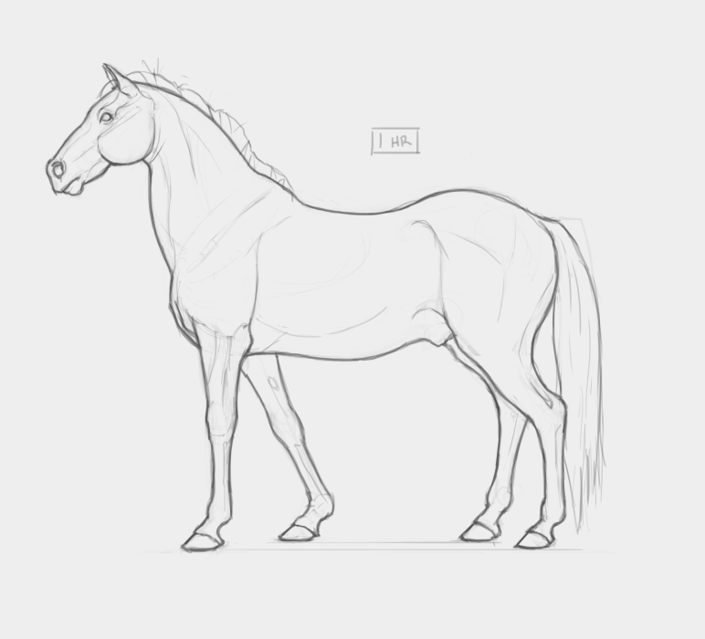 [Image: horsestudy.png]