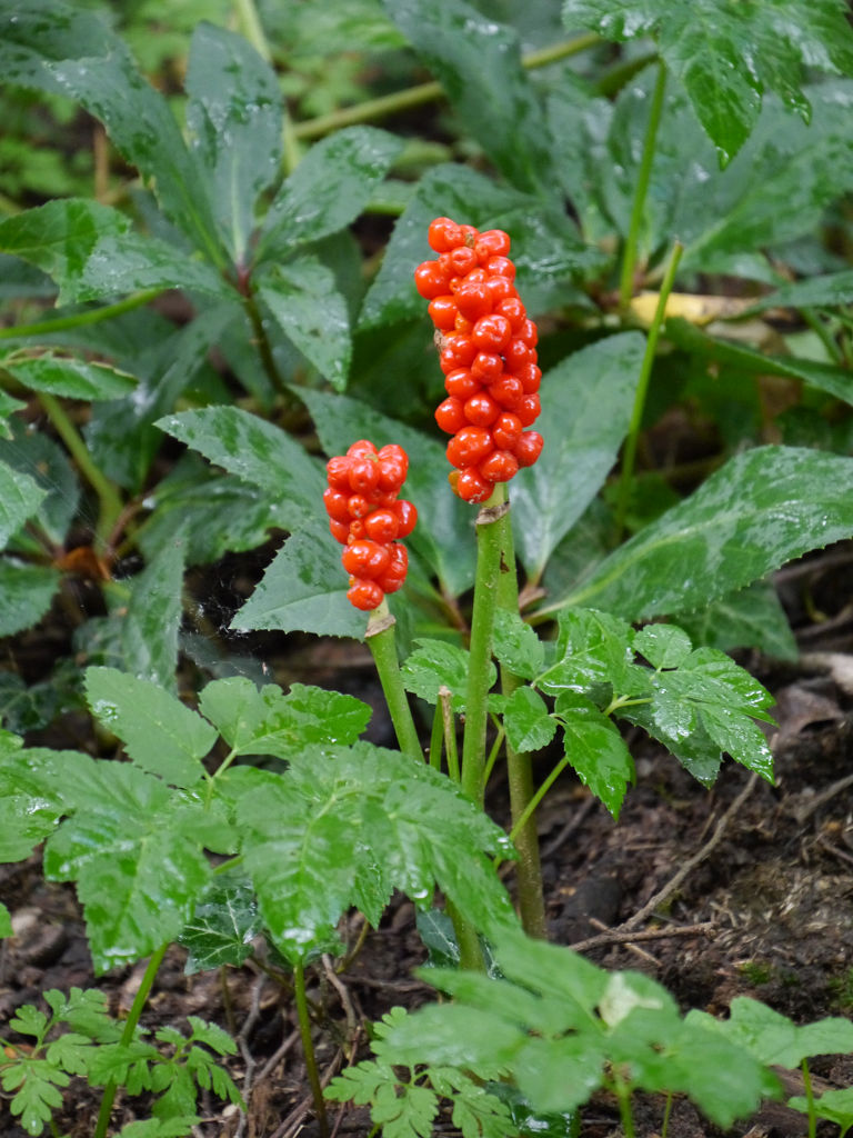 Achimsgarten Der Selbstversorger Und Garten Blog Page 5 Chan 32607433 Rssing Com