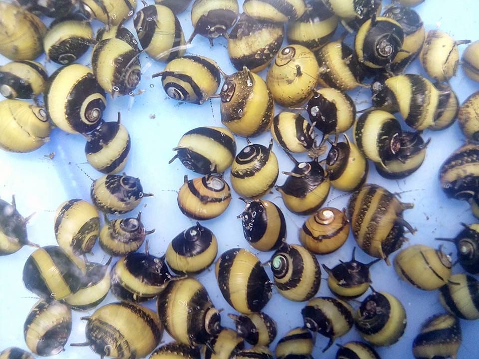 Horned Nerite Snail Aquascape Indonesian Wild Fish Aquatics Suplies