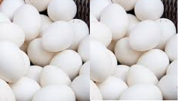 Eggs lizard repellent how to get rid and kills lizards Eggs lizard repellent how to get rid and kills lizards