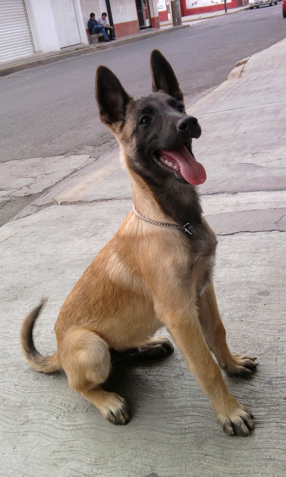PERROS DE RAZA PASTOR BELGA MALINOIS PERROS DE RAZA PASTOR BELGA MALINOIS