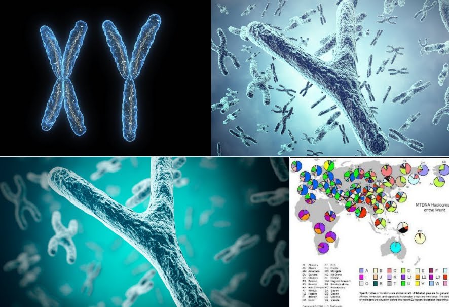Allarme Scienza: Cromosoma Y in declino, potrebbe cessare di esistere in futuro.