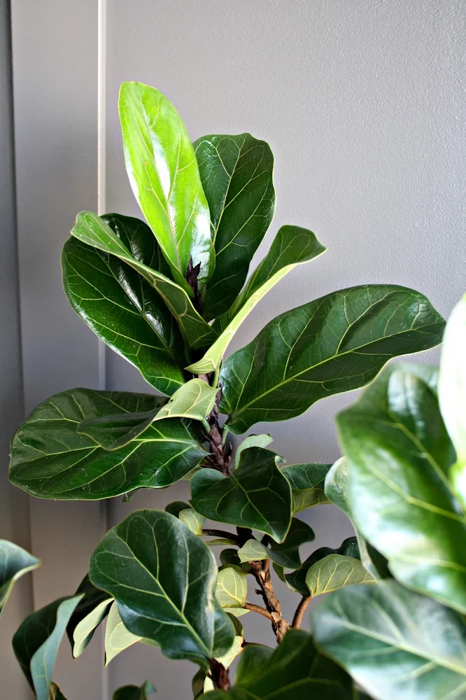 Tips for caring for fiddle leaf figs